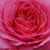 Różowy  - Róże rabatowe floribunda - First Edition